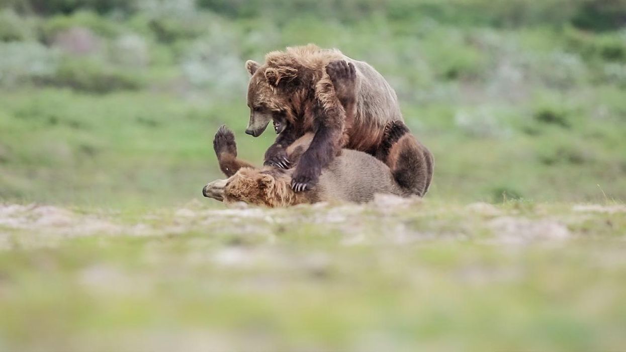 Colorado bear takes more than 400 'selfies' with wildlife camera
