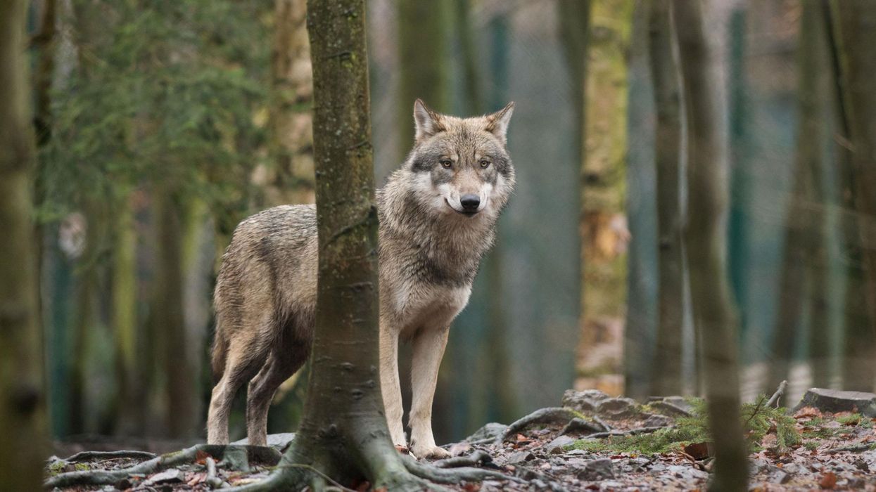 Picture: A wolf in its enclosure in Thale, northern Germany