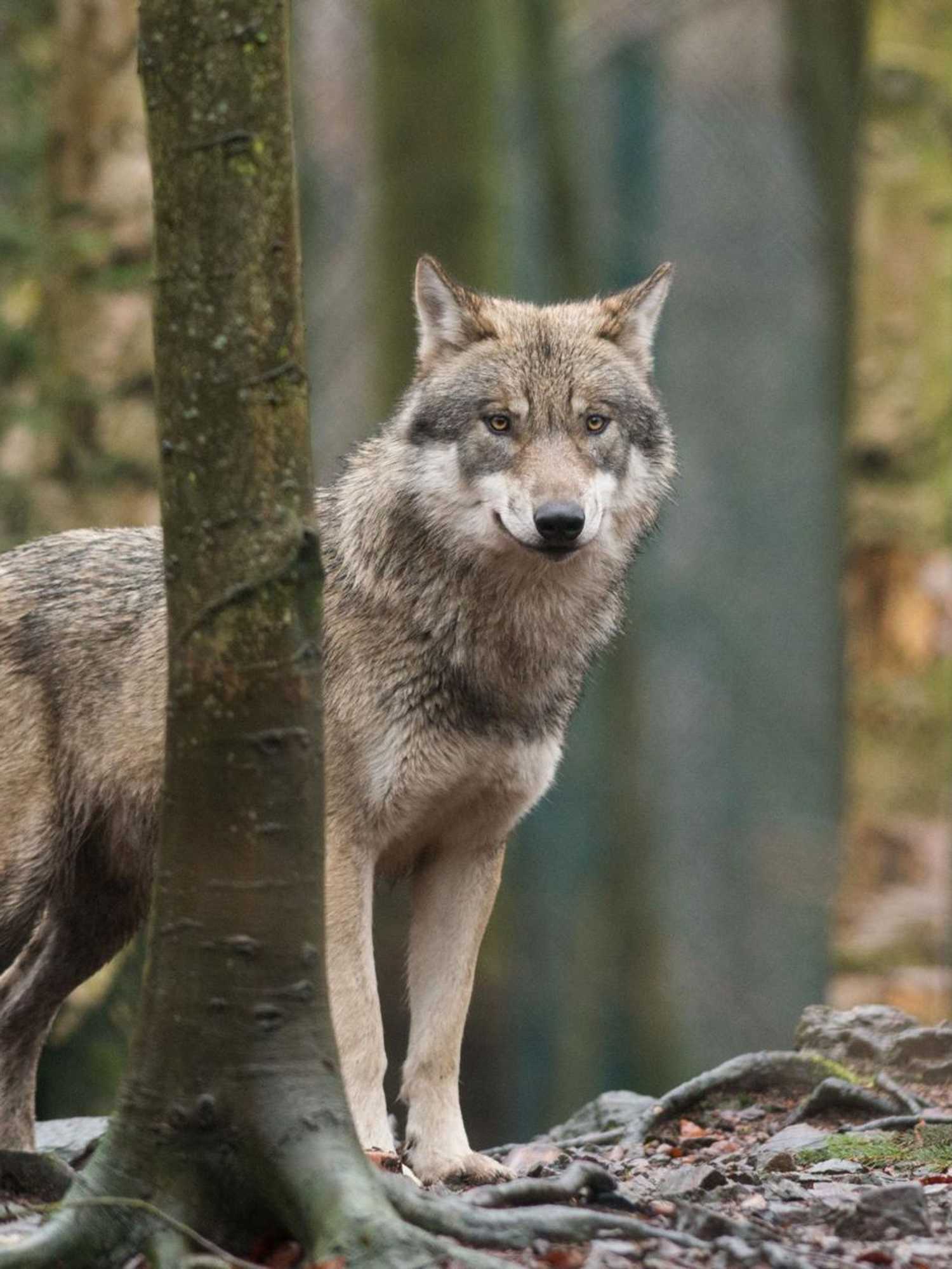 Picture: A wolf in its enclosure in Thale, northern Germany