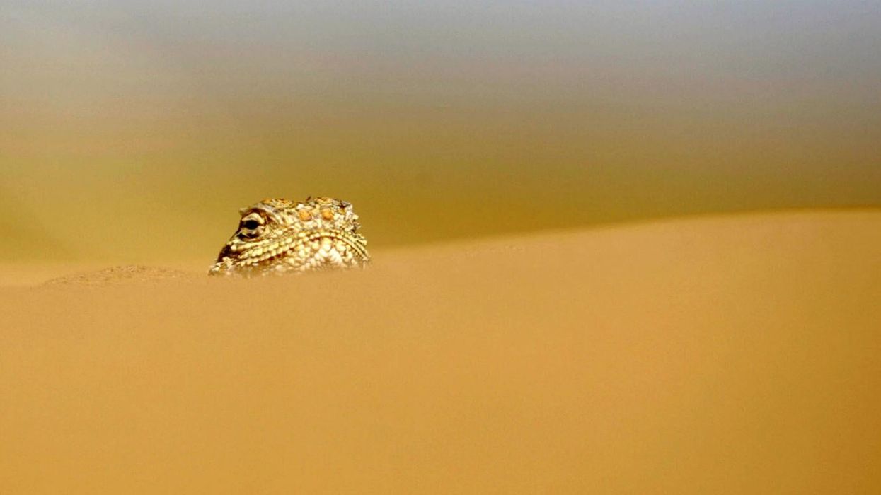 Picture: AFP/ Getty/stock/lizard 150 km outside Astrakhan