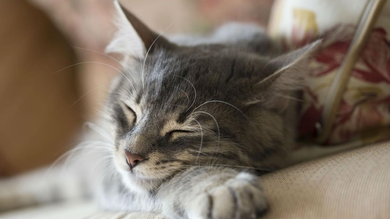 Picture: bbbrrn/istock