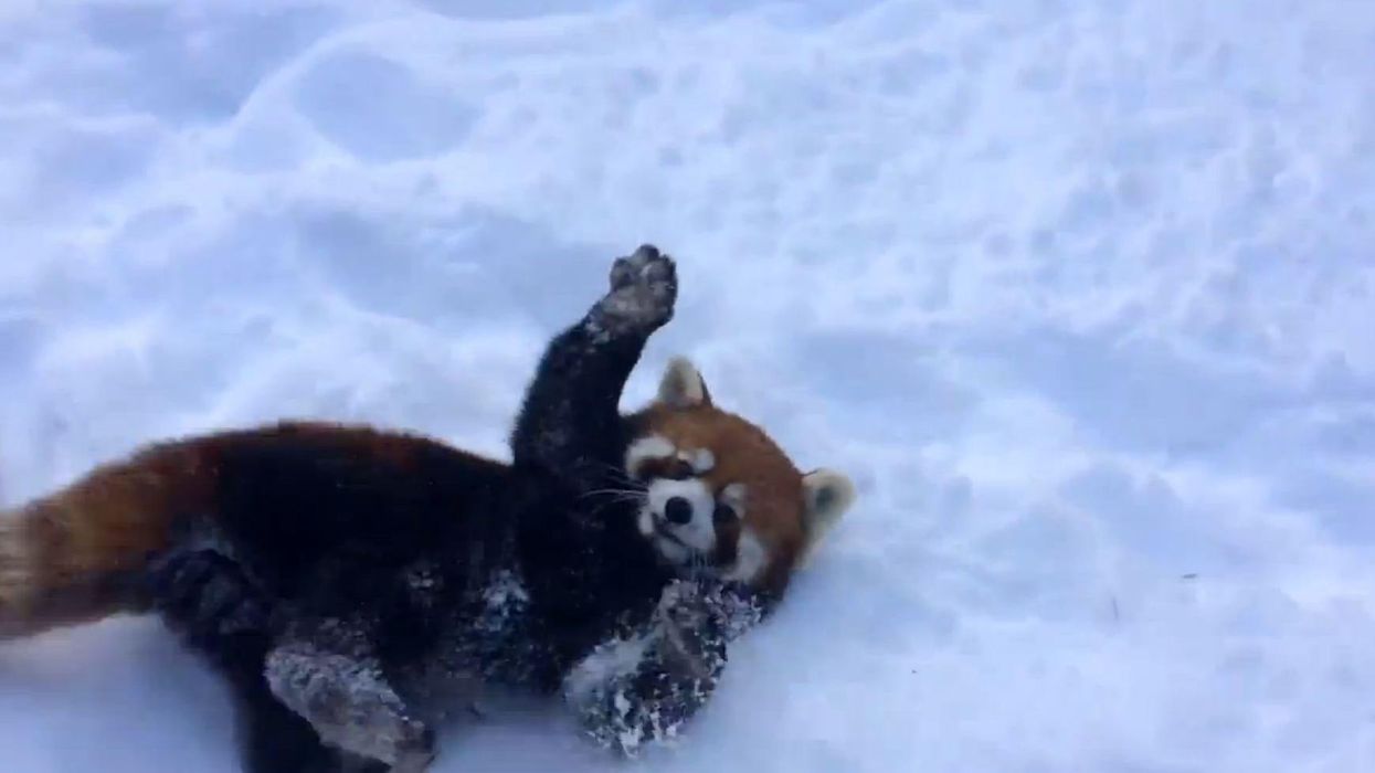 (Picture: Cincinnati Zoo and Botanical Garden