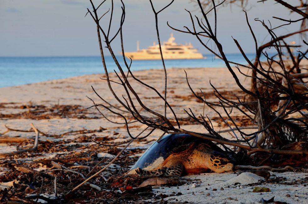 Picture: Hawksbill turtle