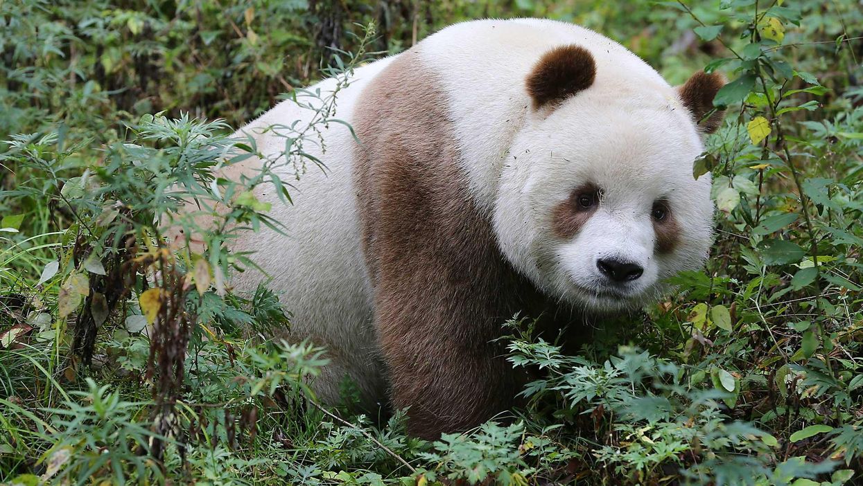 Brun Panda This is the world's only brown panda | indy100 | indy100