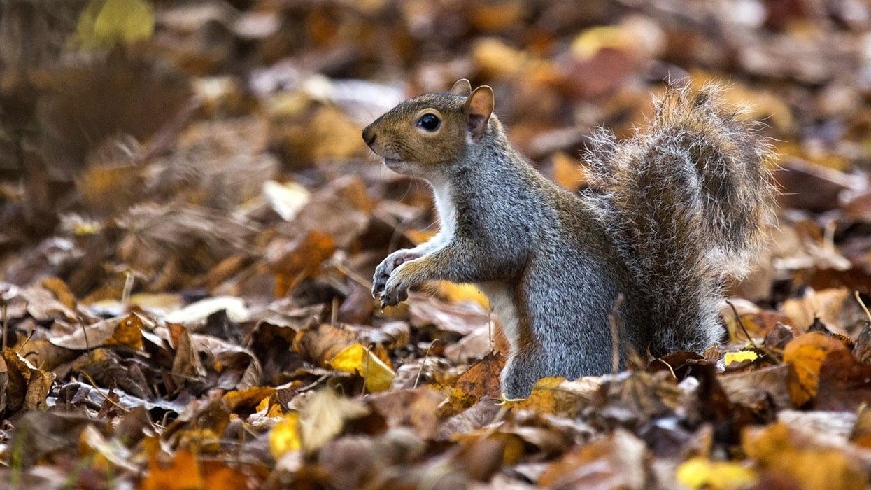 Picture: Rob Stothard/Getty Images