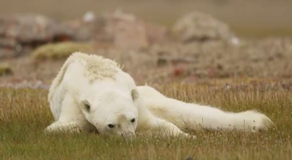 Picture: Starving polar bear captured by photographer Paul Nicklen