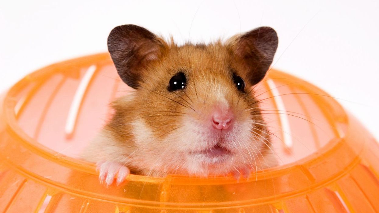 Picture: victoriarak/iStock