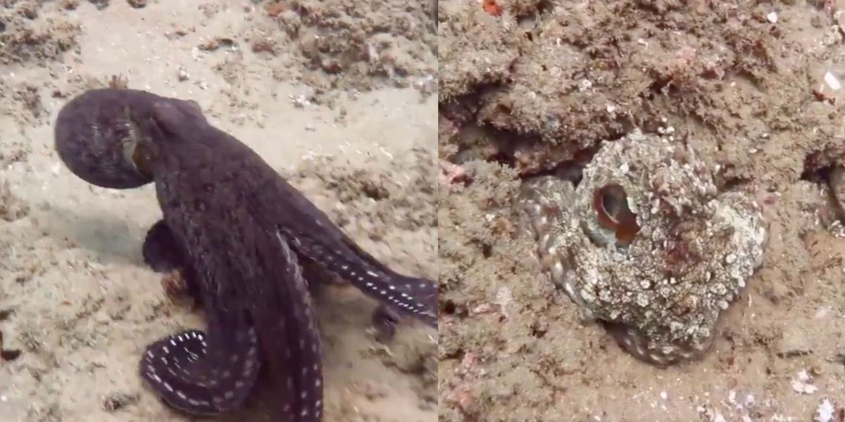 Viral video shows an octopus change colour and adapt to its ...