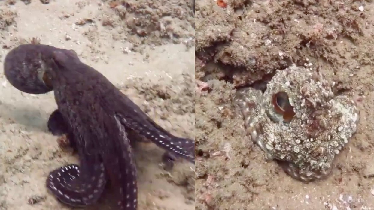 Octopus Form Change Viral video shows an octopus change colour and adapt to its ...