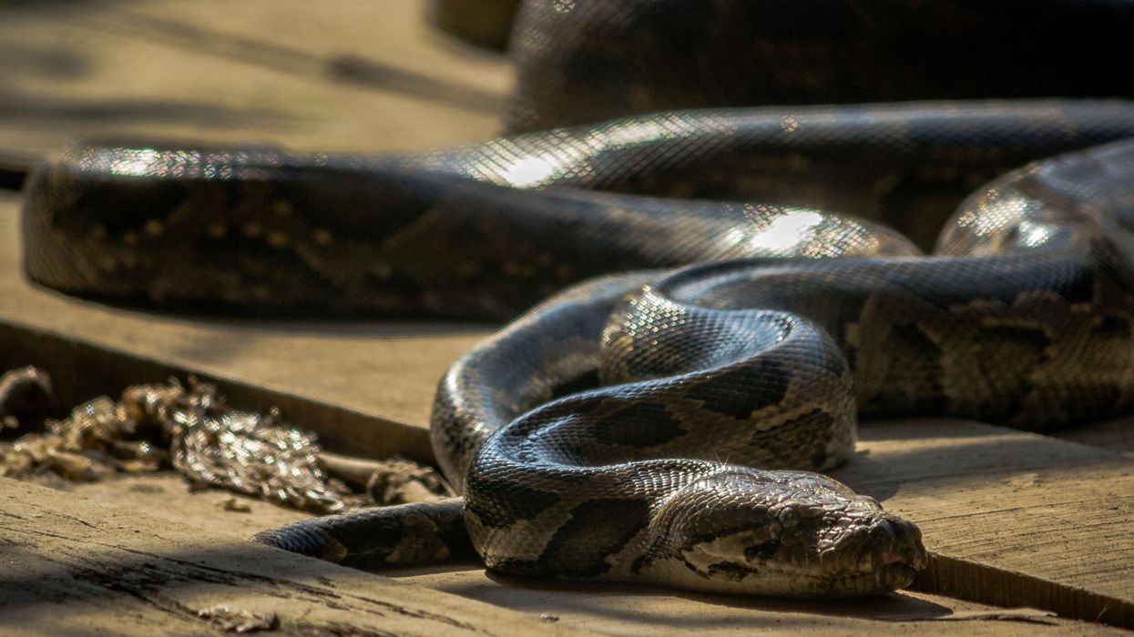 A python eats a bigger python in farm resort in Western Australia | indy100  | indy100