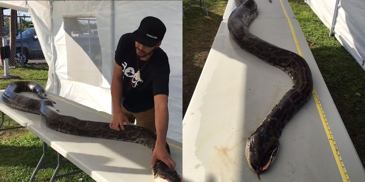 This 17-foot python found in Florida will give you nightmares | indy100 ...