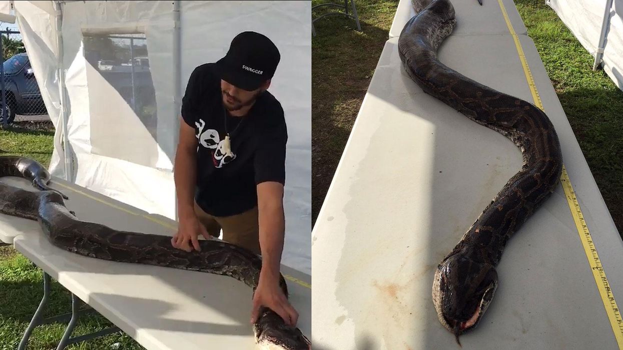 This 17-foot python found in Florida will give you nightmares | indy100 ...