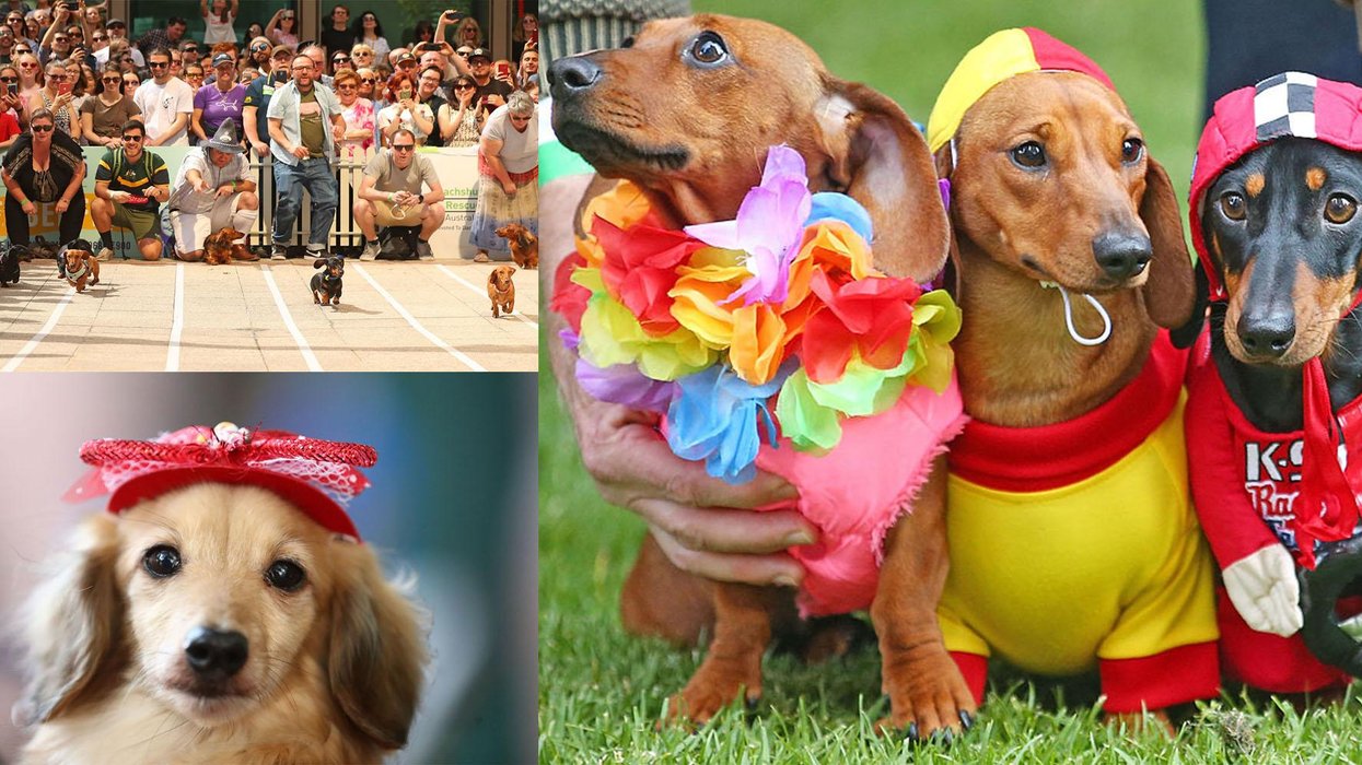 This sausage dog fancy dress race is too cute to handle | indy100 | indy100