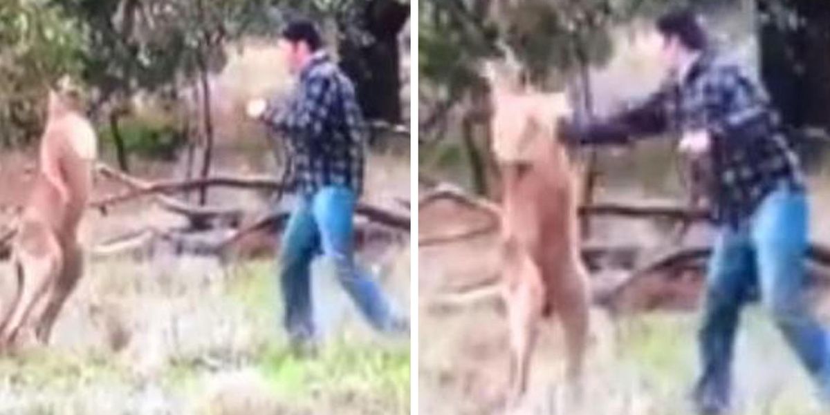 Man punches kangaroo in the head to save his pet dog
