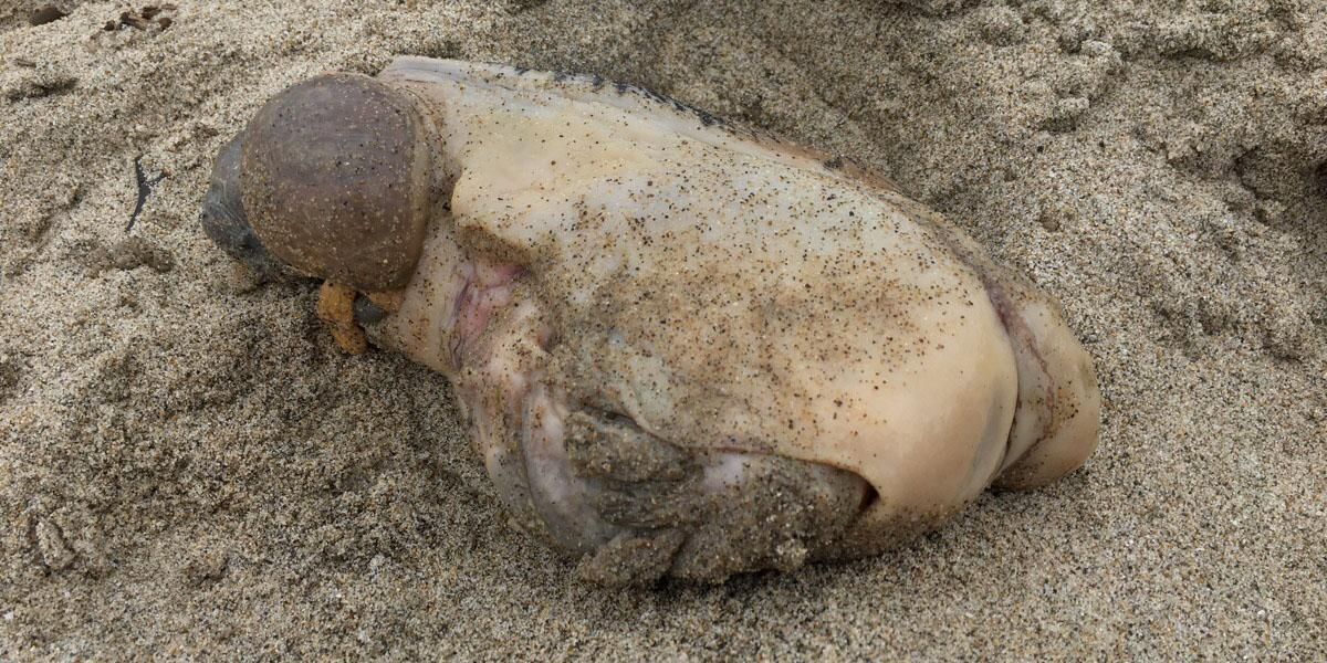 Mysterious sea creature washes up on beach and everyone is ...