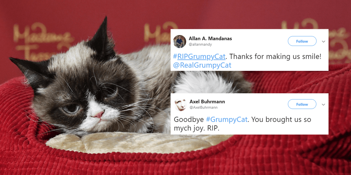 Grumpy Cat has died and the internet is in mourning | indy100 | indy100