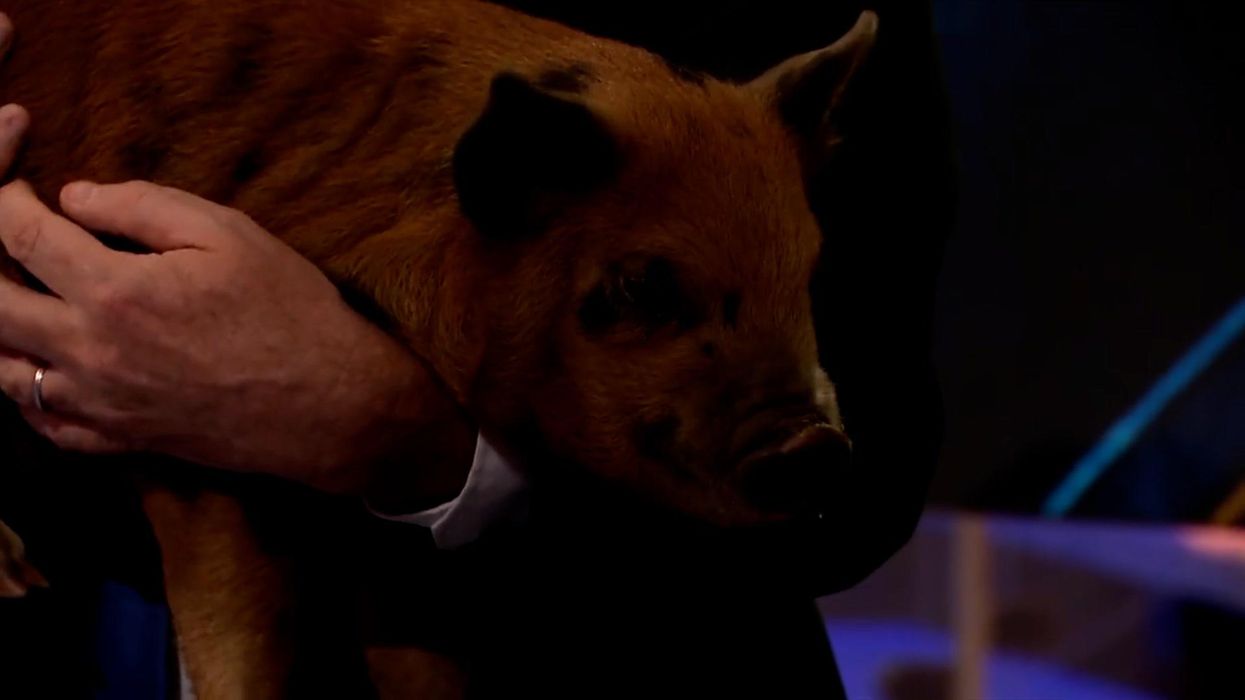 Piers Morgan does Accidental Partridge holding piglet in Boris Johnson rant