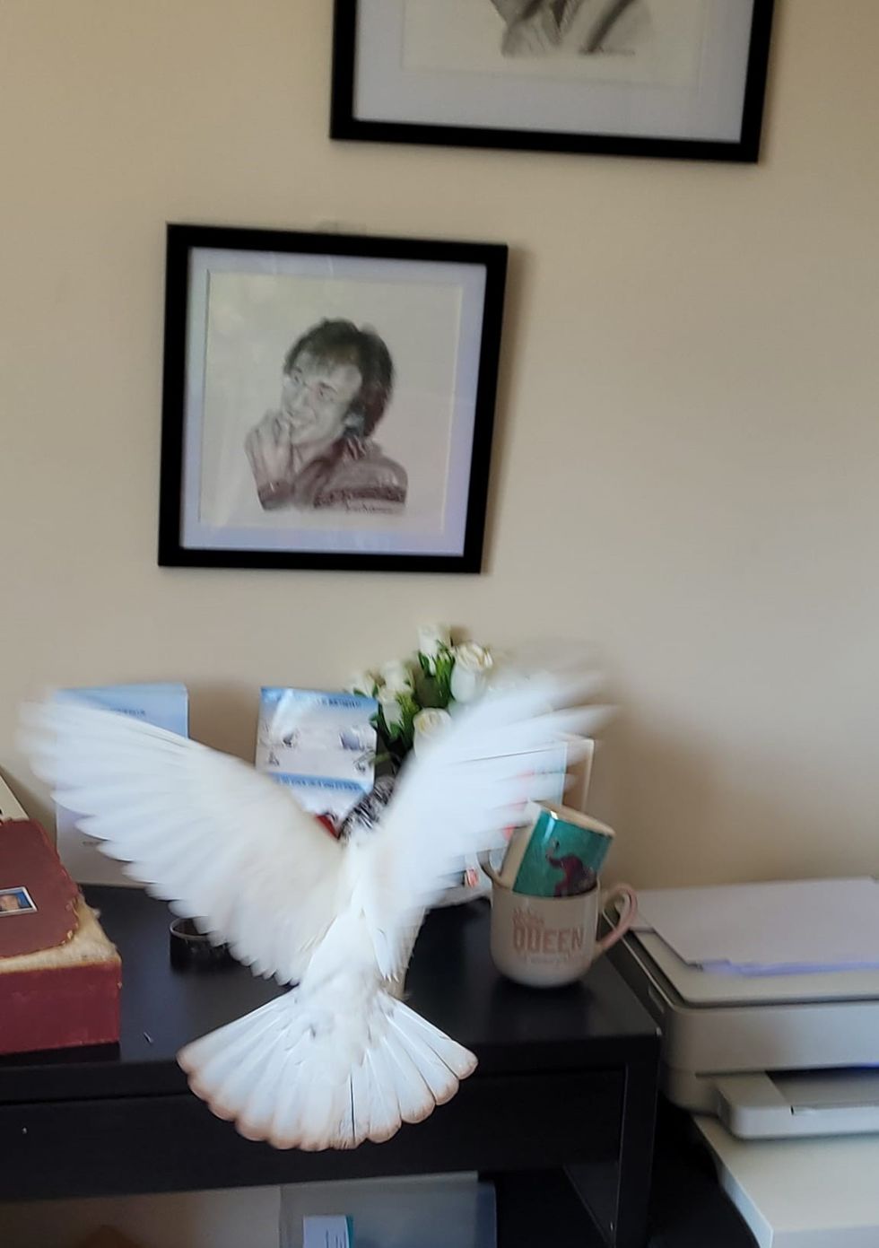 Pigeon flying on top of table