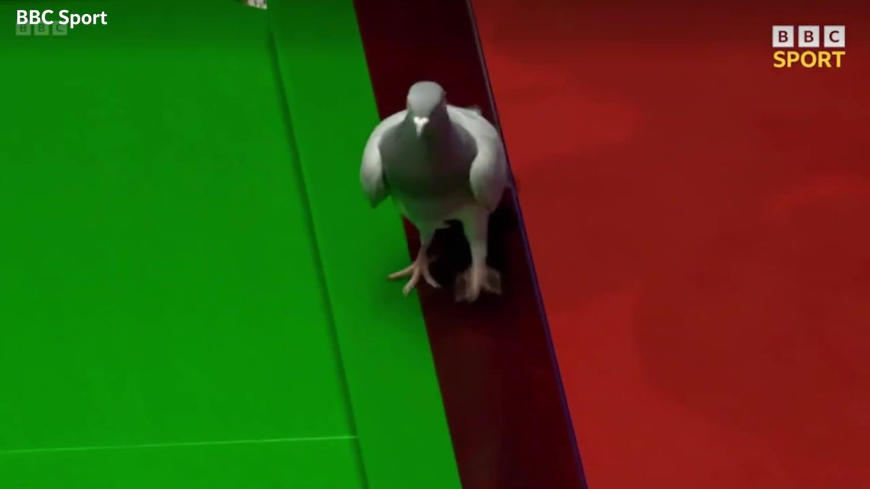 A pigeon managed to invade the World Snooker Championship