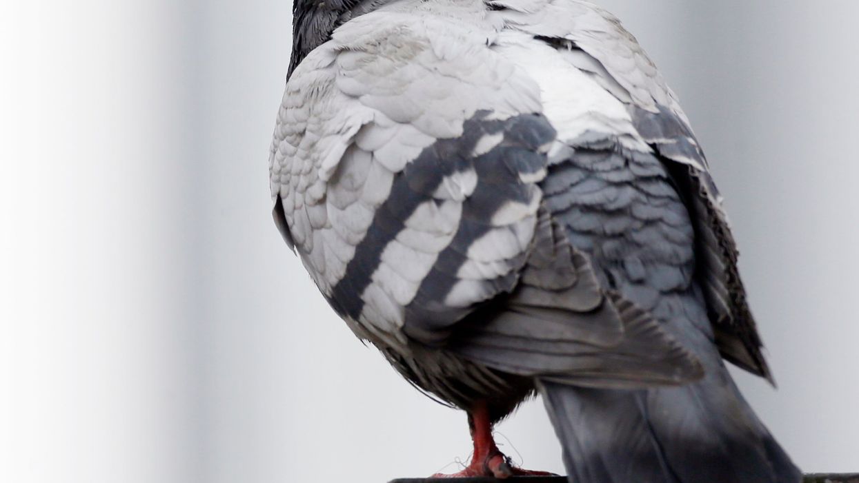 Pigeon