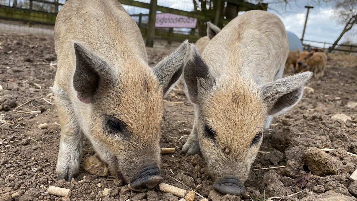Piglets