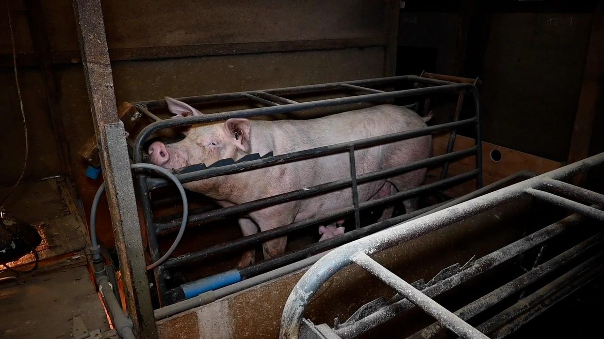 Oxford philosopher says it's ethical to let someone die if they're a meat eater