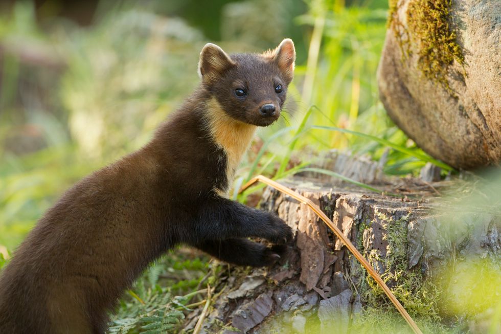Pine marten