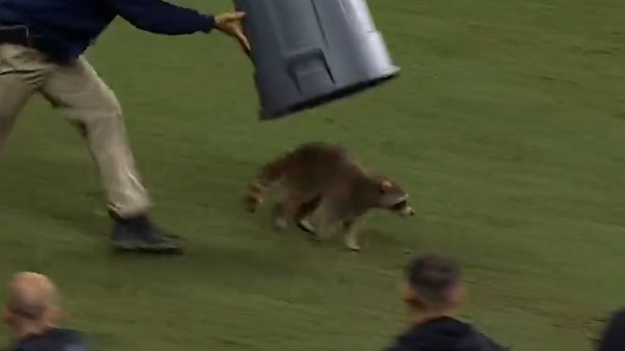 Footballers look on helplessly as pitch-invading raccoon is captured with a bin