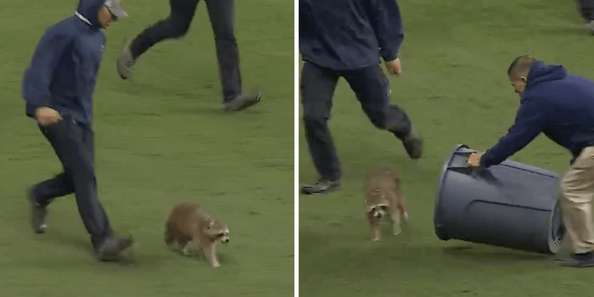 Mls Raccoon Footballers look on helplessly as pitch-invading raccoon is captured ...