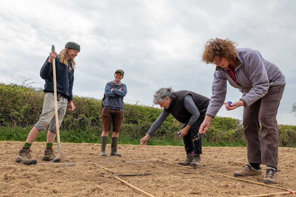 Planting small-flowered Catchfly