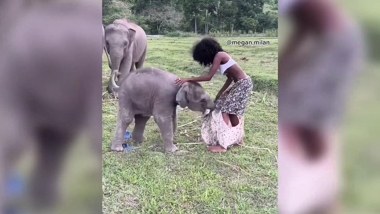 Moment playful baby elephant rips model's skirt off
