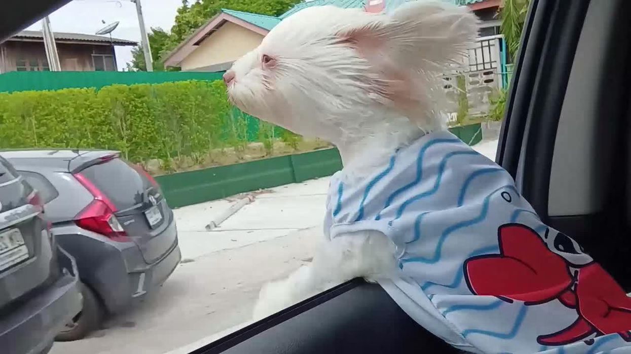 Dogs can smell when humans are stressed