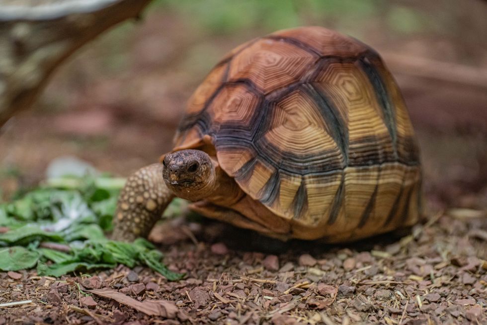 Three-legged tortoise settles into new life on wheels at zoo