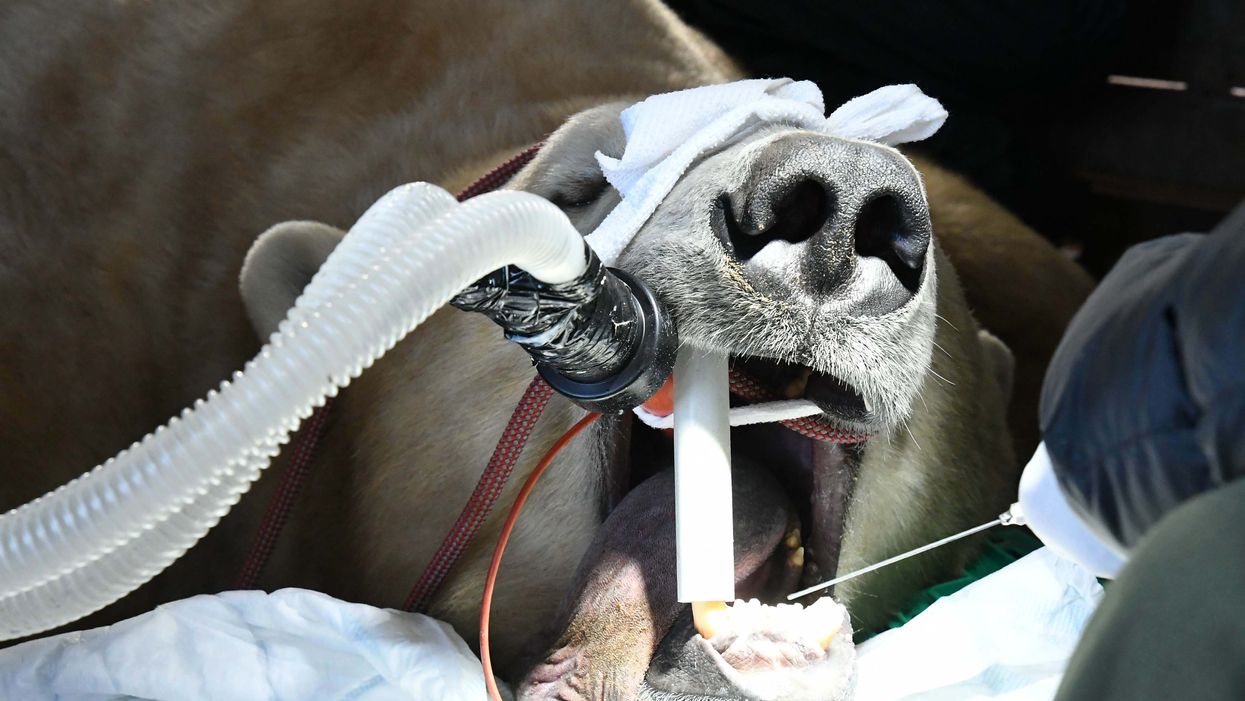 Polar bear undergoes dental surgery (Yorkshire Wildlife Park/PA)
