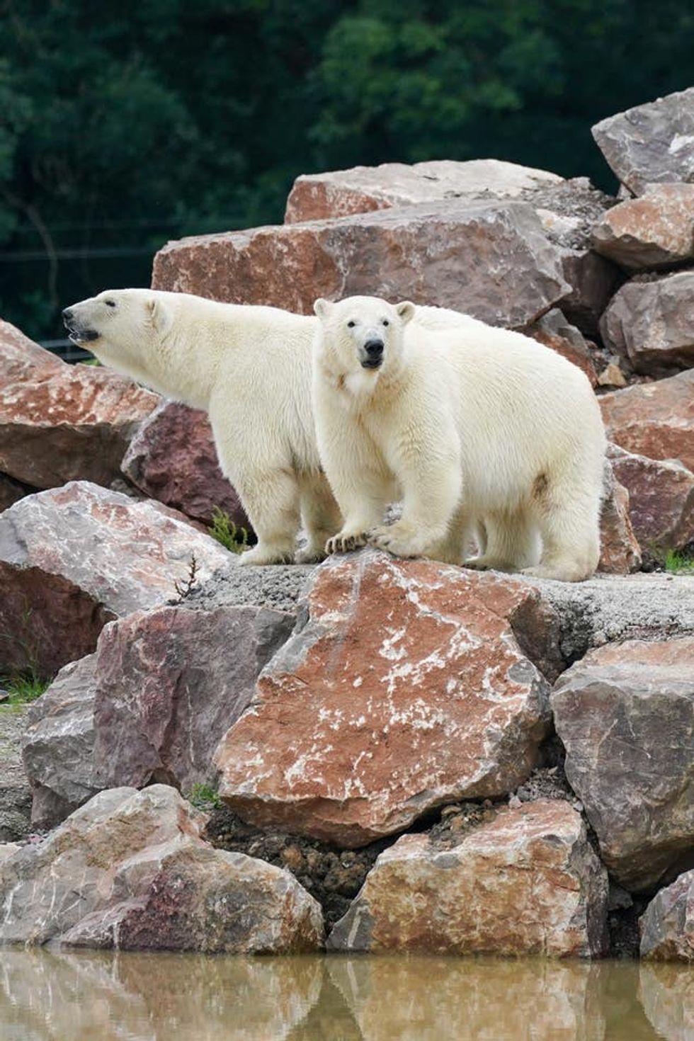 Polar Bears at Peak Wildlife Park