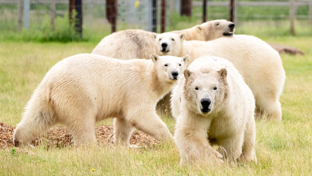 Polar bears at Yorkshire Wildlife Park