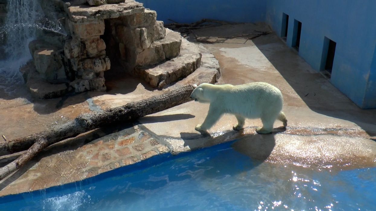 'Lost and very alone' baby bear dies after being shot with a tranquilizer