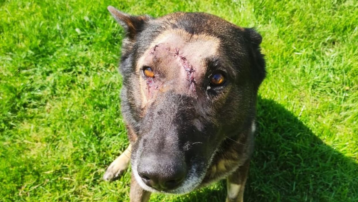 Police dog Kaiser has returned to duty after being stabbed in the head (Metropolitan Police/PA)