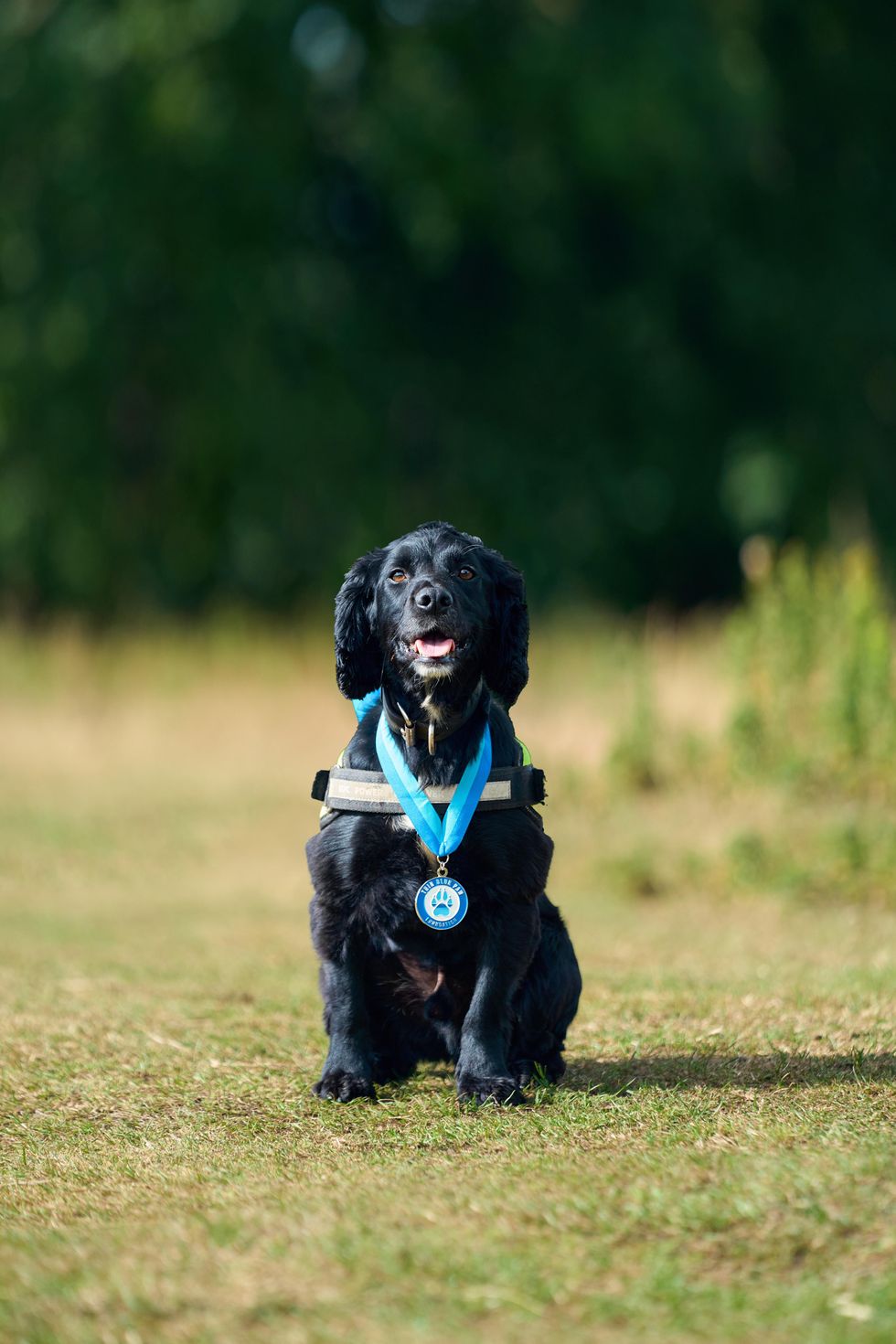 Police dog Louie is a digital detection dog for Durham Constabulary.