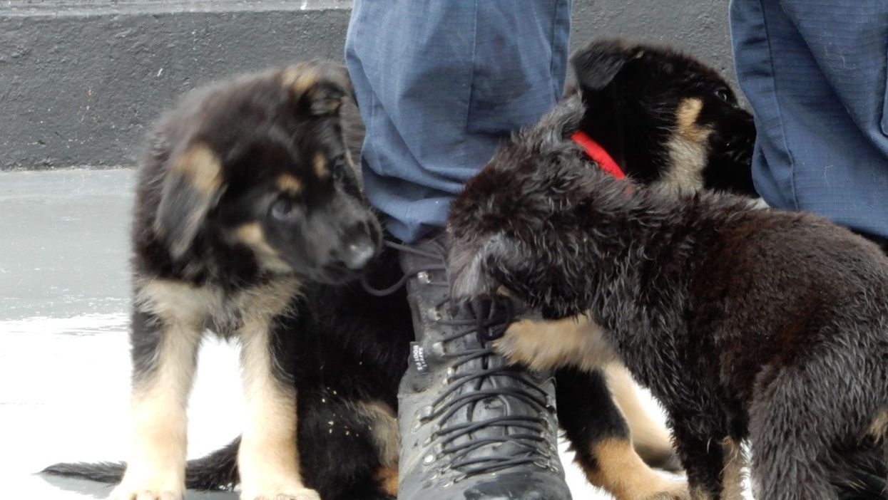 Police dog puppies