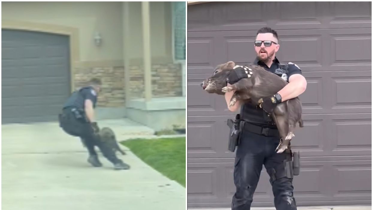 Police officer tackles runaway pig wreaking havoc in neighbourhood