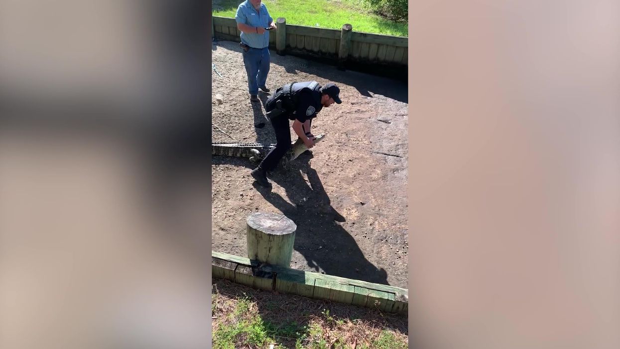 Astonishing moment police officer wrestles alligator with bare hands