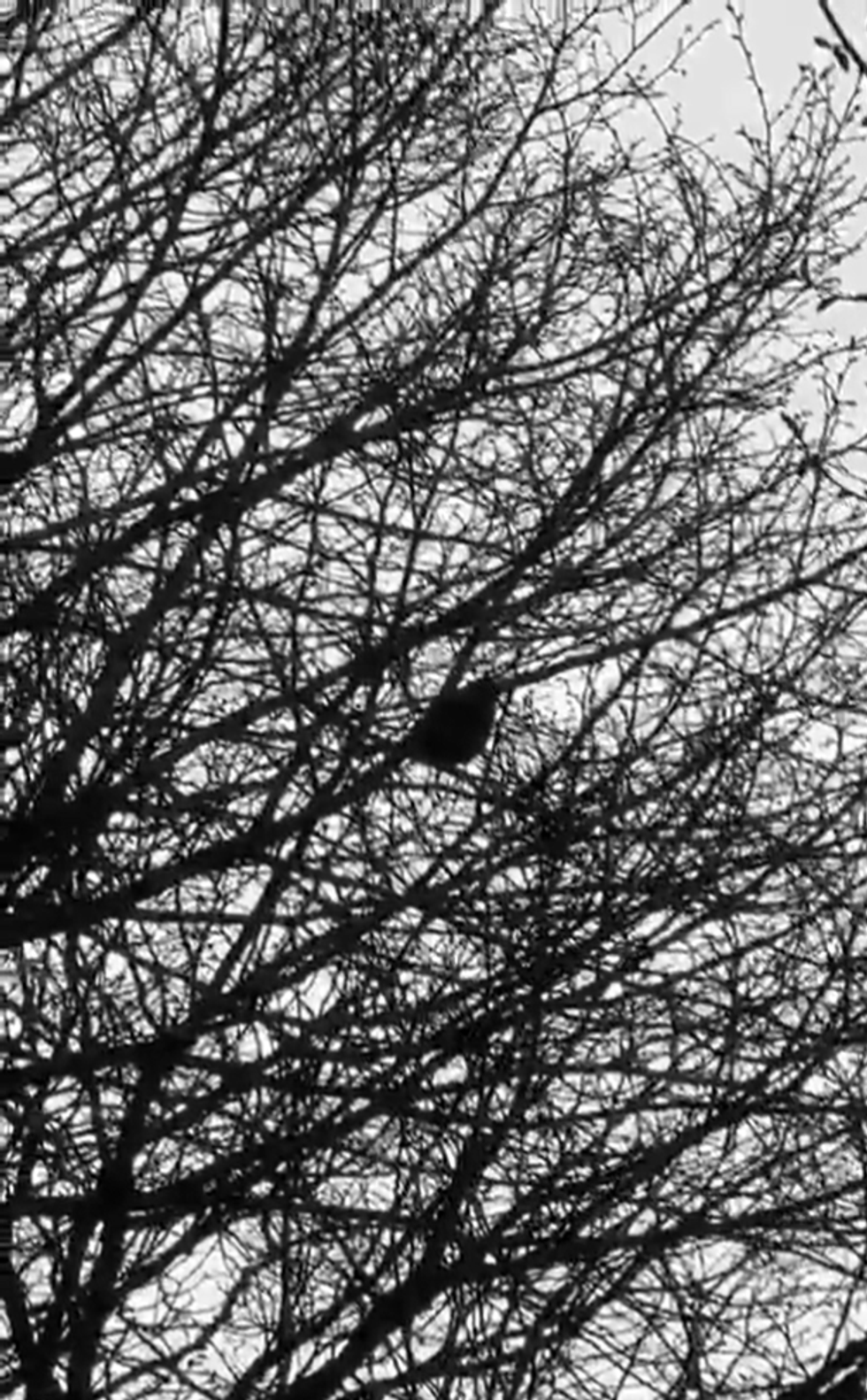 Police officers at Thames Valley Police spotted the bird making the noises outside the Roads Policing base in Bicester, Oxfordshire