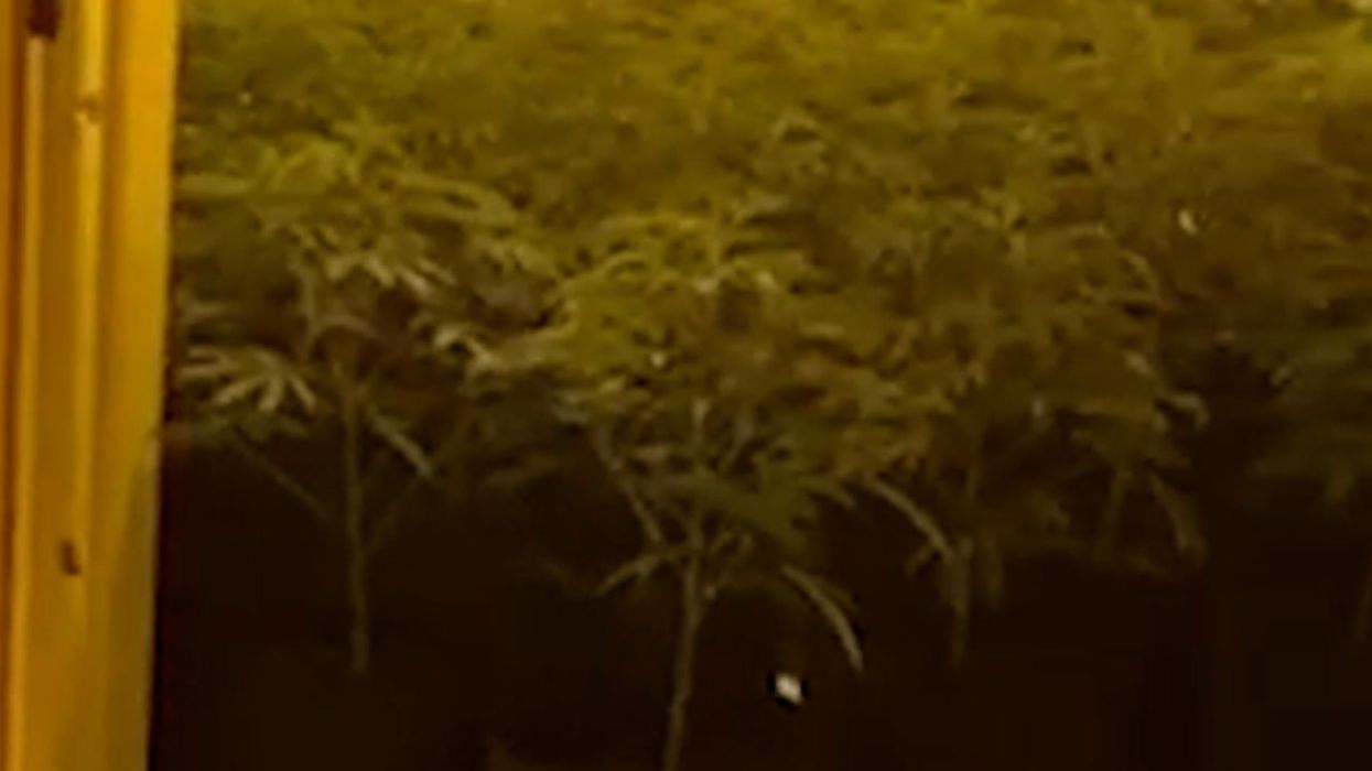 Two men died after fertilising cannabis plants with bat poo