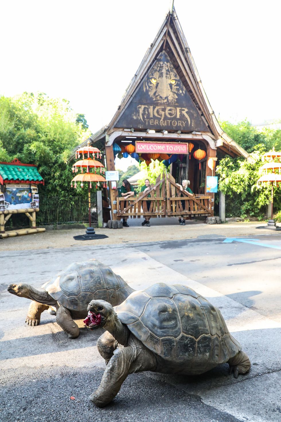Polly and Priscilla racing against each other (ZSL London Zoo/PA).