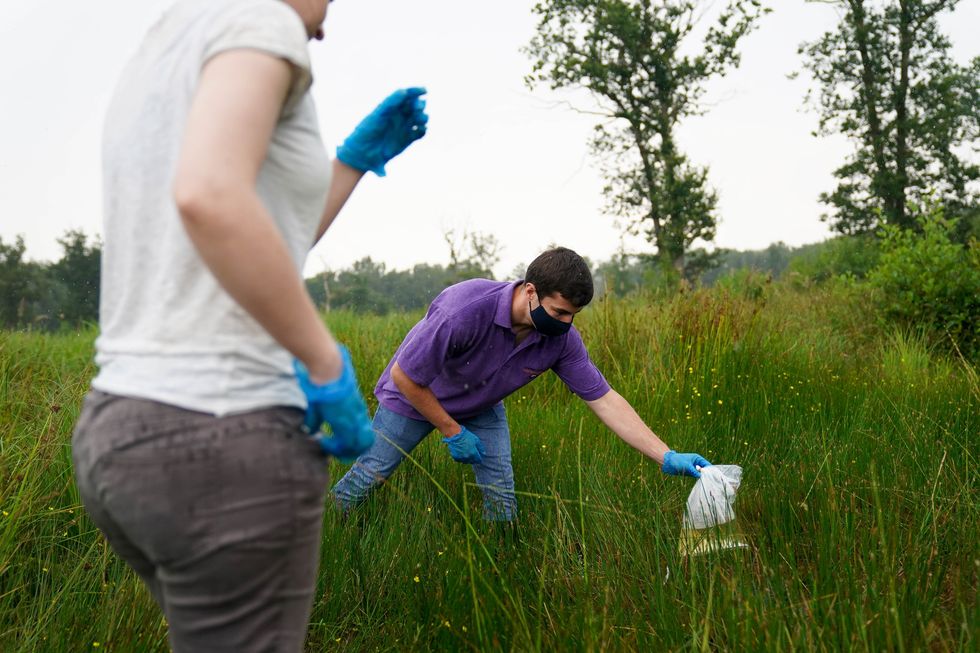 Pool frog recovery project officers Ben King and Emily Jordan prepare to release northern pool frog tadpoles (Jacob King/ PA)