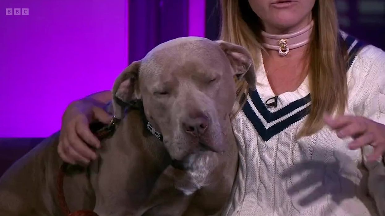American Bully XL trainer defends controversial breed while wearing a dog collar in BBC interview