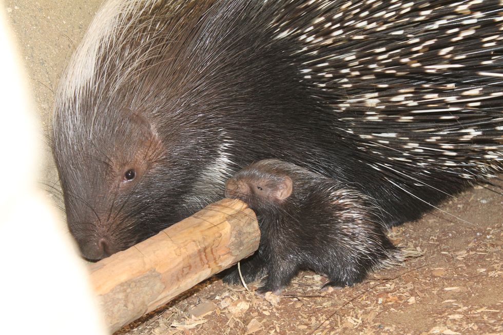 Porcupette Hershey and mum Hettie