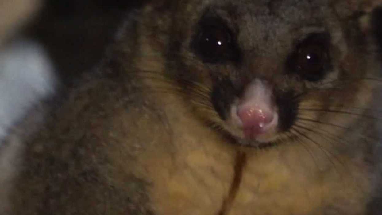 Animals considered extinct for 6,000 years just re-emerged in a New Guinea rainforest