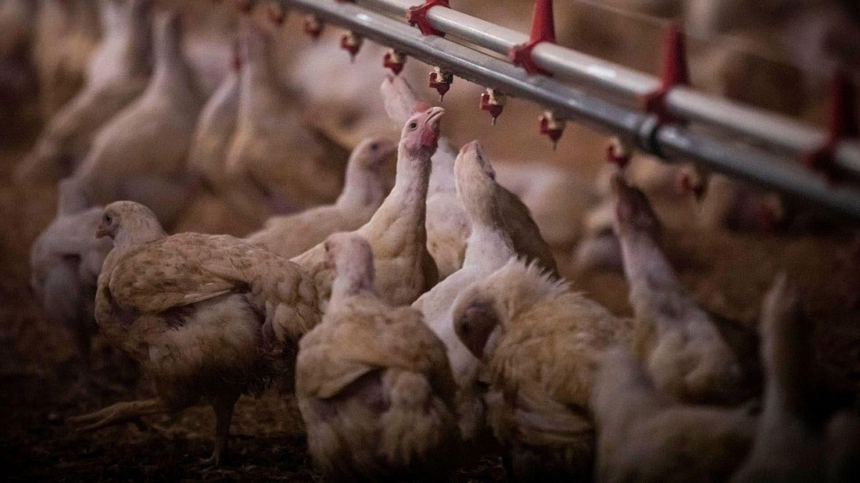 Conspiracy theorists think bird flu is plot to turn people vegetarian